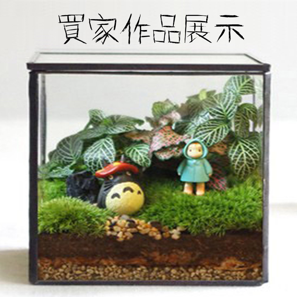 微景观多肉玻璃花器 加盖方形玻璃花房