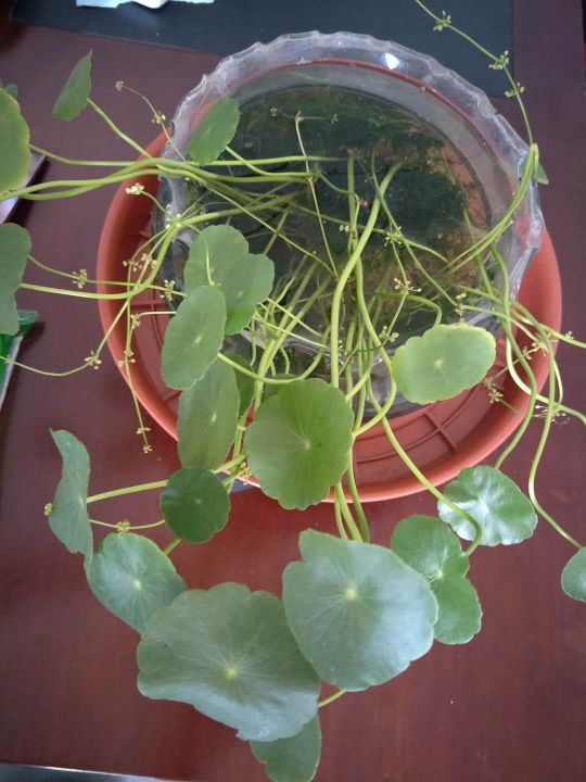 塑料花盆架:黑色，黑色实心，黑色实心，彩色实心多款可选。细节图