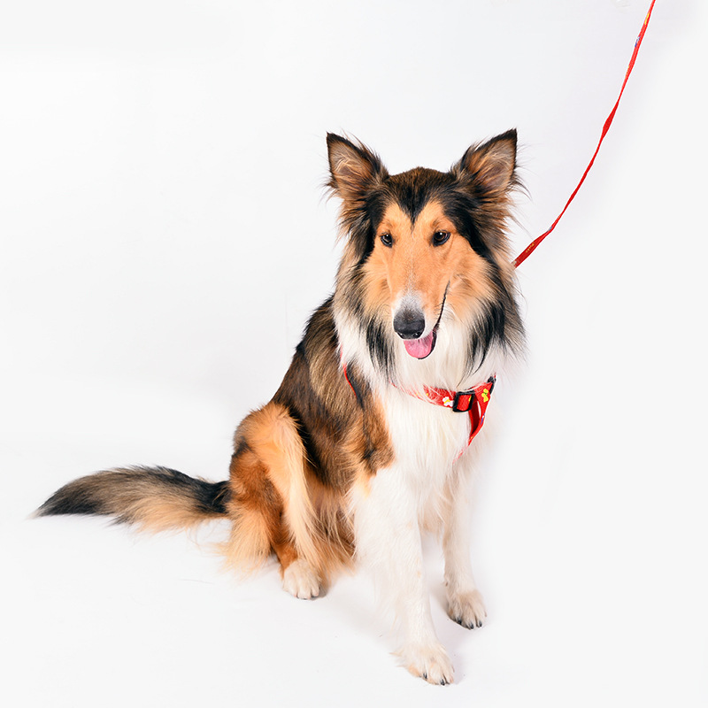 Wholesale of fashionable patchwork vest pet leashes, colorful printed dog leashes and pet supplies from the manufacturer Application Scenario