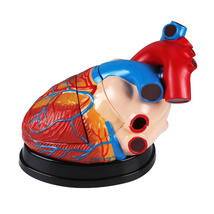 人体器官教学模型 中型心脏解剖模型 Heart Model