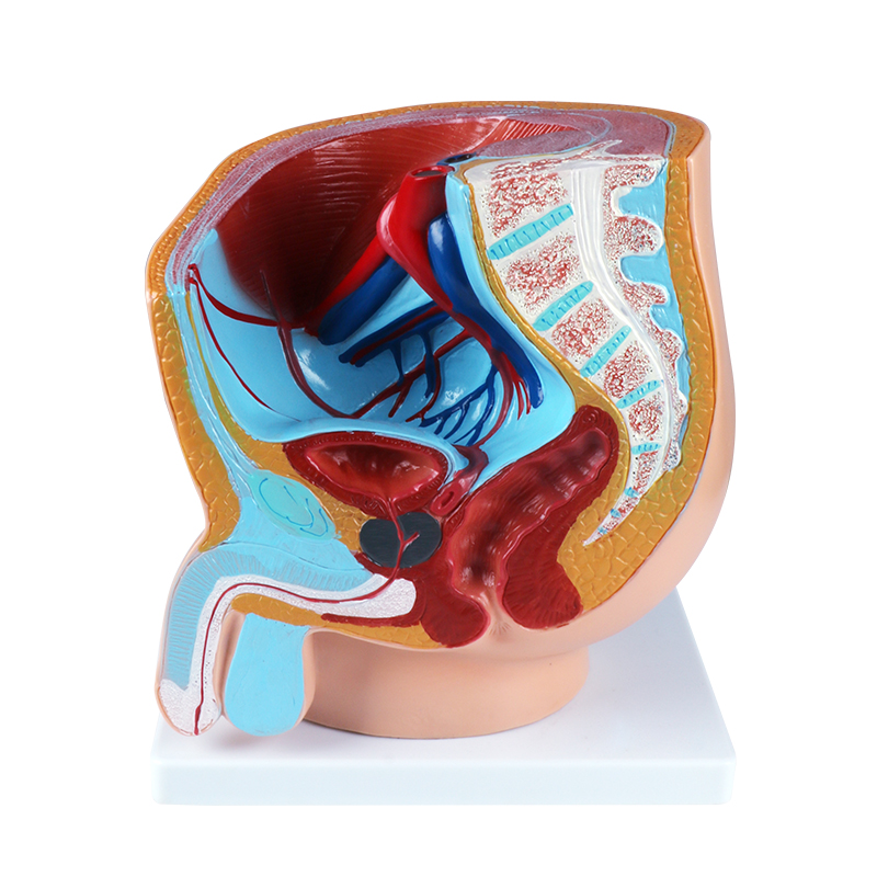 教学人体器官模型 男女矢状解剖模型Male sagittal anatomy model细节图