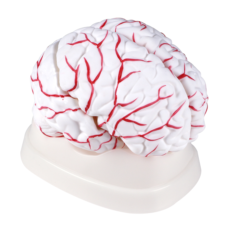 人体器官教学模型 脑动脉模型 大脑模型Cerebral artery model