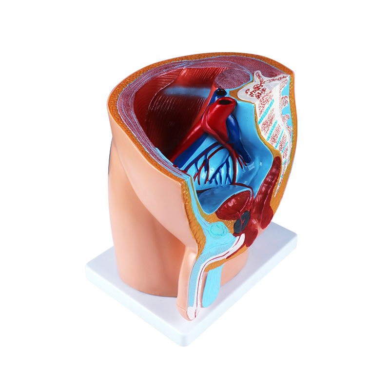 教学人体器官模型 男女矢状解剖模型Male sagittal anatomy model产品图