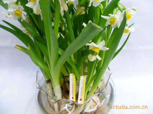 Wholesale paper thermometers, 2.9*1.0 glass thermometers, alcohol thermometers Specification image