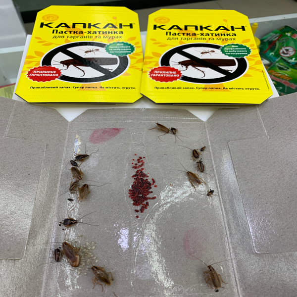 蟑螂屋捕捉器除灭蟑螂神器无毒厨房强力清蟑螂贴克星家用全窝端细节图
