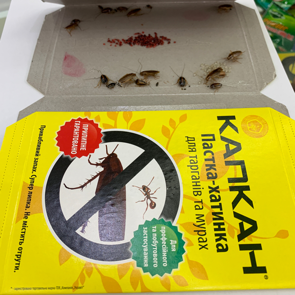 蟑螂屋捕捉器除灭蟑螂神器无毒厨房强力清蟑螂贴克星家用全窝端白底实物图