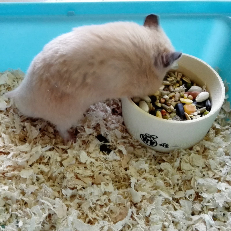 厂家批发宠物竹制固定食盆盒仓鼠用品小宠环保两用竹食盆宠物用品白底实物图