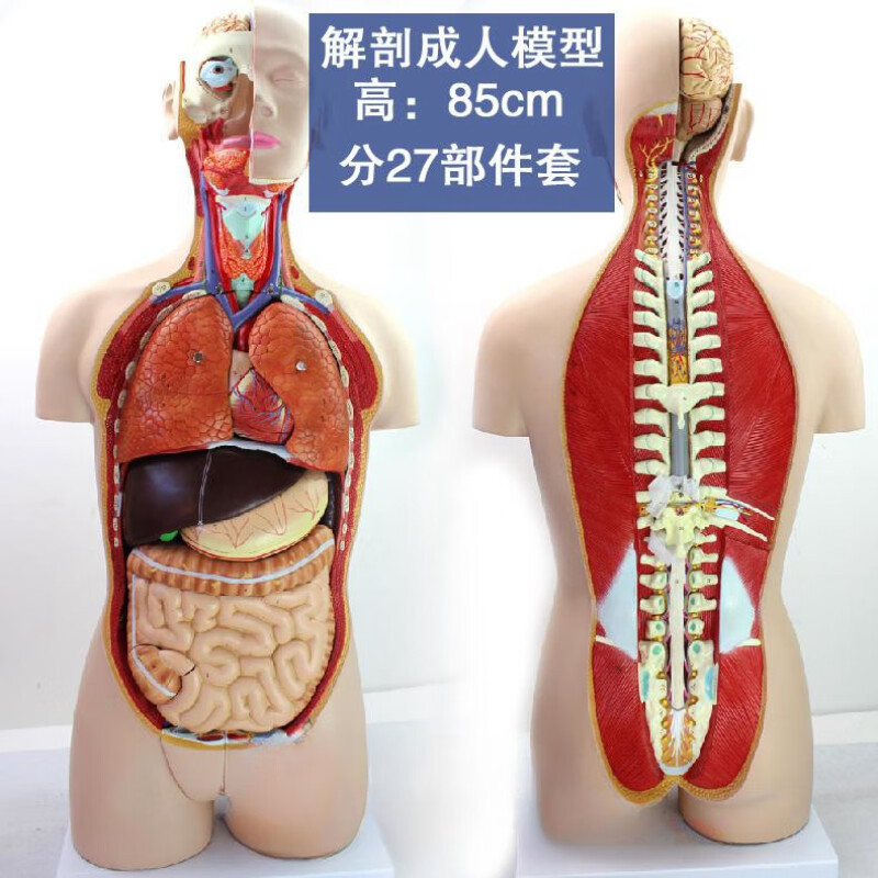 人体解剖模型高端专业医学系统神经结构内脏可拆卸骨骼躯干肌