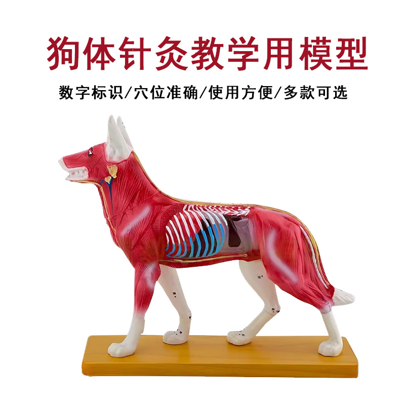 Dog body acupuncture point model and dog superficial muscle spine model, veterinary teaching animal PVC model full figure