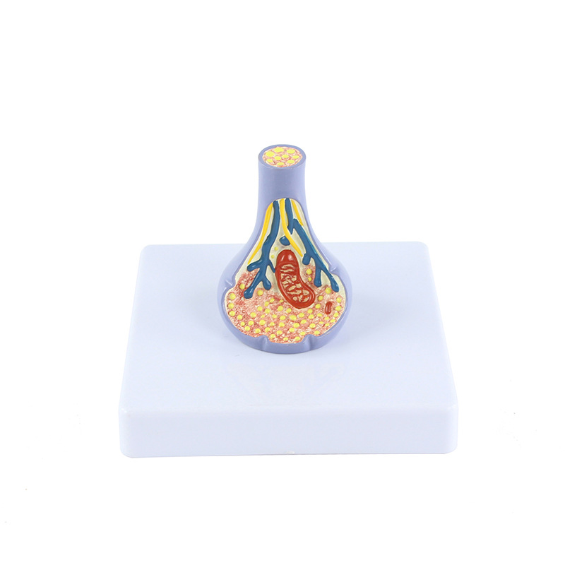 人体内脏切面图/教学人体细节图