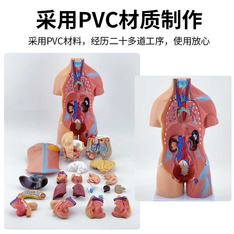 医药教学器材实物图