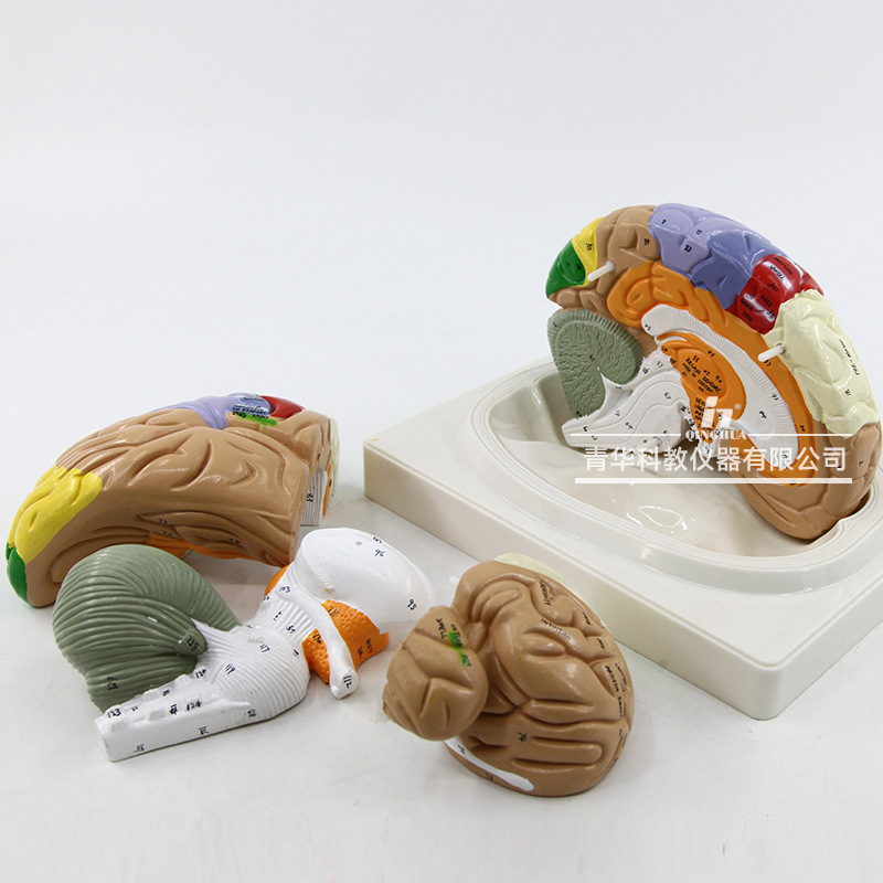 Qinghua 4D Assembly Brain Anatomy Model, human brain anatomy, cerebrovascular artery, nerve, medical science and education model details Picture