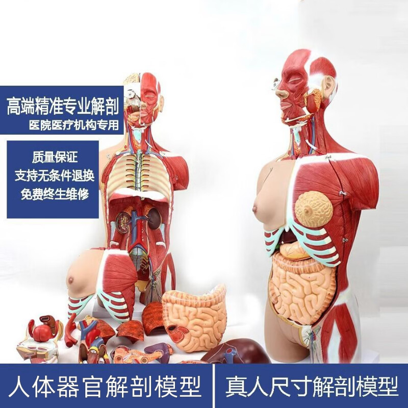 医用模型/穴位模特产品图