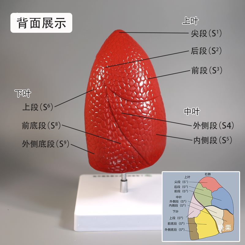 Respiratory system model, human lung pathology, lung larynx, heart and lung, visceral system anatomical structure, medical teaching Item Picture