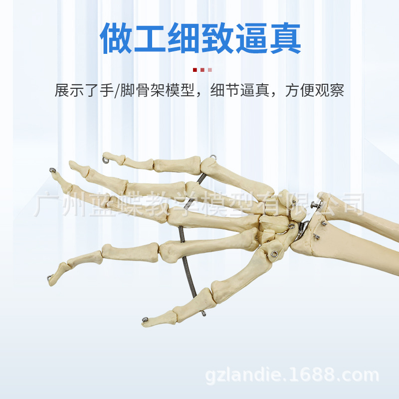 Sectional view of human internal organs, natural large upper and lower limb bone models, teaching of human body model diagrams, multi-functional anatomical display Specification image