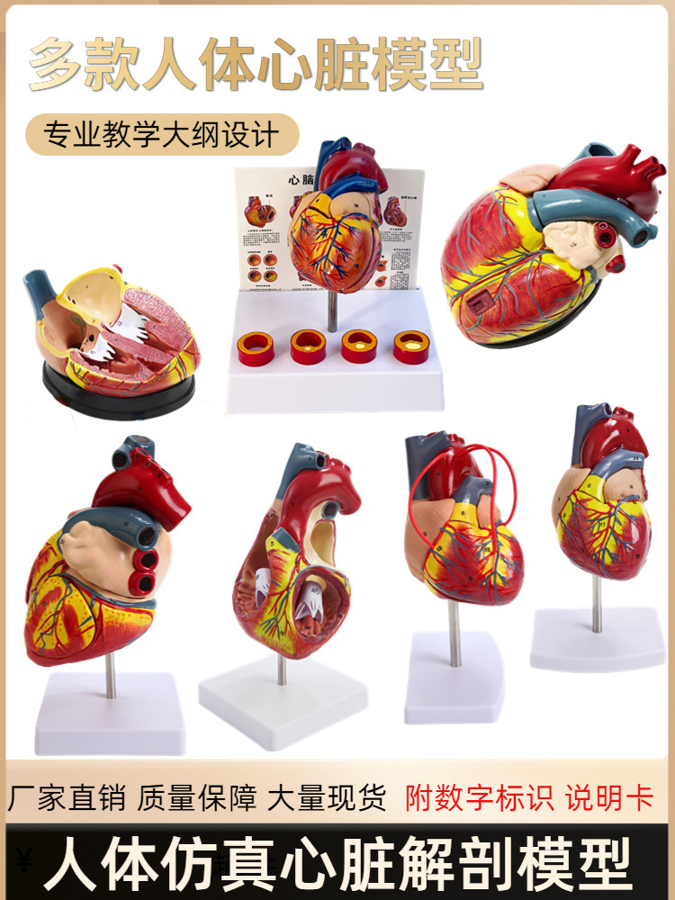 Standard human heart anatomy model B-ultrasound color Doppler ultrasound detachable natural large heart medical teaching aid model