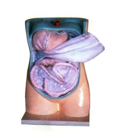 Zhongwei Medical's natural large-scale simulation of peritoneal and visceral structure clinical anatomy supplies, peritoneal and visceral models Application Scenario