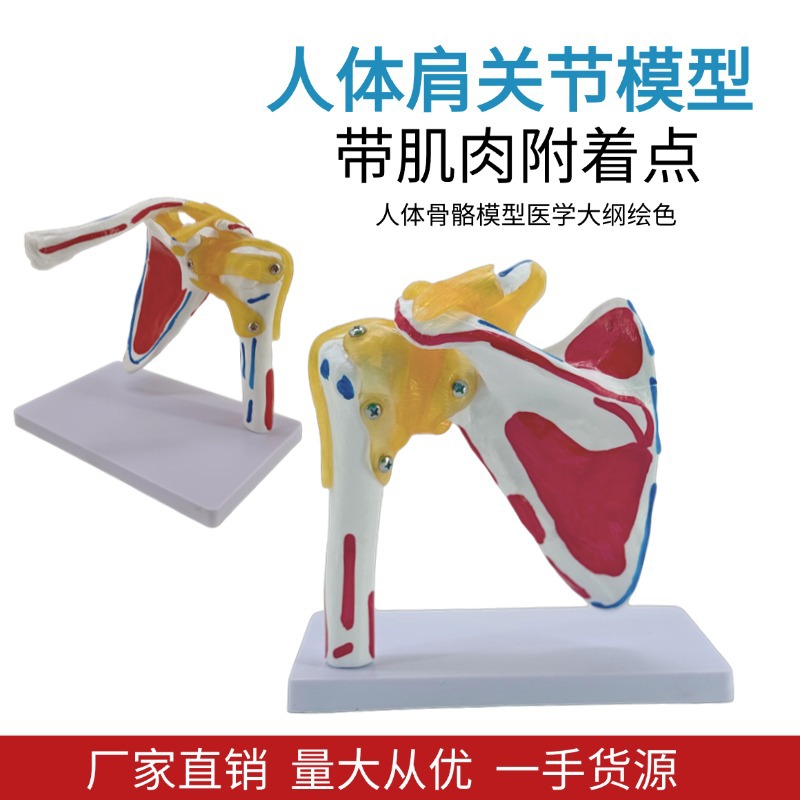 Shoulder joint model with muscle starting and ending points, collarbone, scapular ligament, medical mold, orthopedic fitness, yoga teaching demonstration