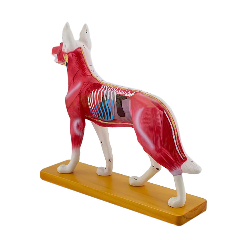 Dog body acupuncture point model and dog superficial muscle spine model, veterinary teaching animal PVC model Specification drawing