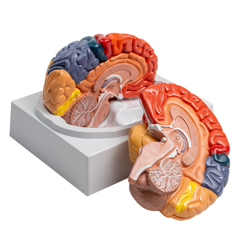 Anatomy of human colored brain structure, brain nerves, brain functions, cortical zoning model, Medical psychology, neurology Item Picture