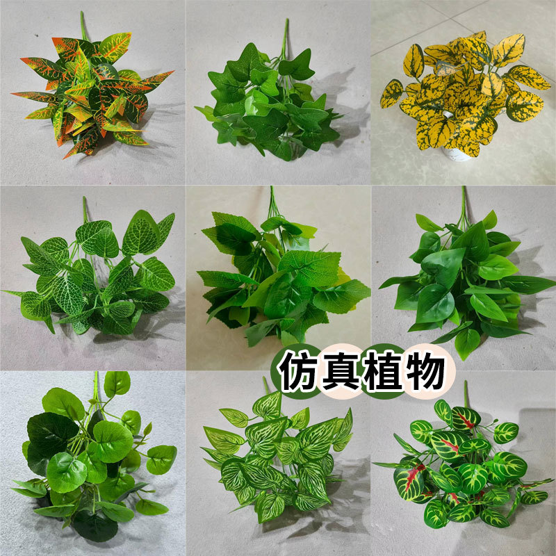 仿真蕨类实物图