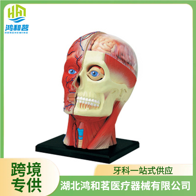 4D MASTER益智拼装玩具人体头部肌肉神经解剖医学教学用模型