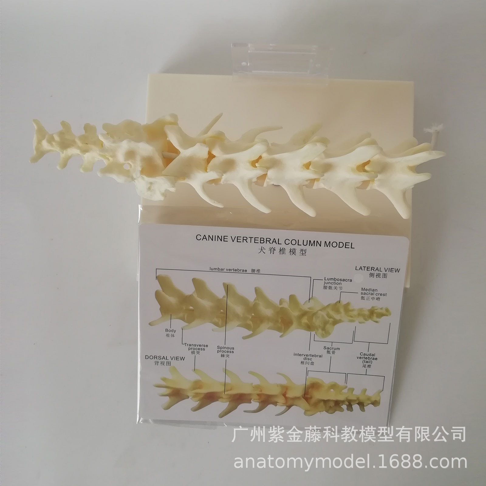A 1:1 replica of the pet spine teaching model, a must-have simulation for dog spine medicine teaching and pet care Application Scenario
