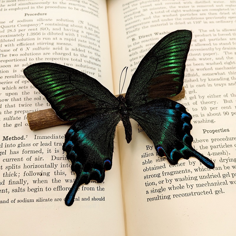 蝴蝶标本摆件真蝴蝶昆虫标本学生儿童创意生日礼科学认知科教玩具