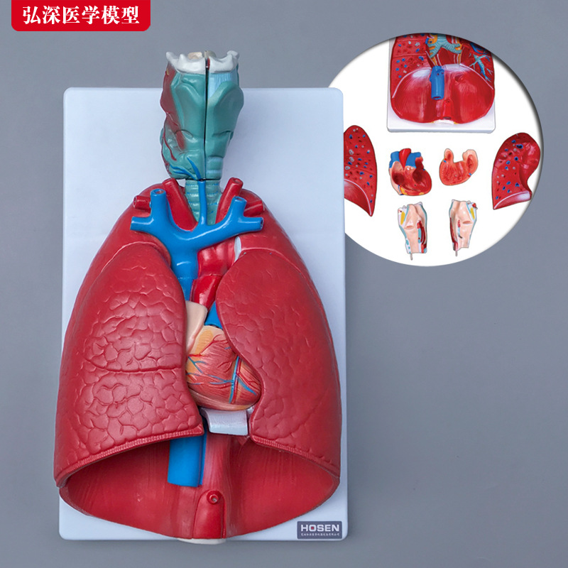人体呼吸系统模型喉心肺结构造咽喉心脏肺可拆卸医学教学模具道具