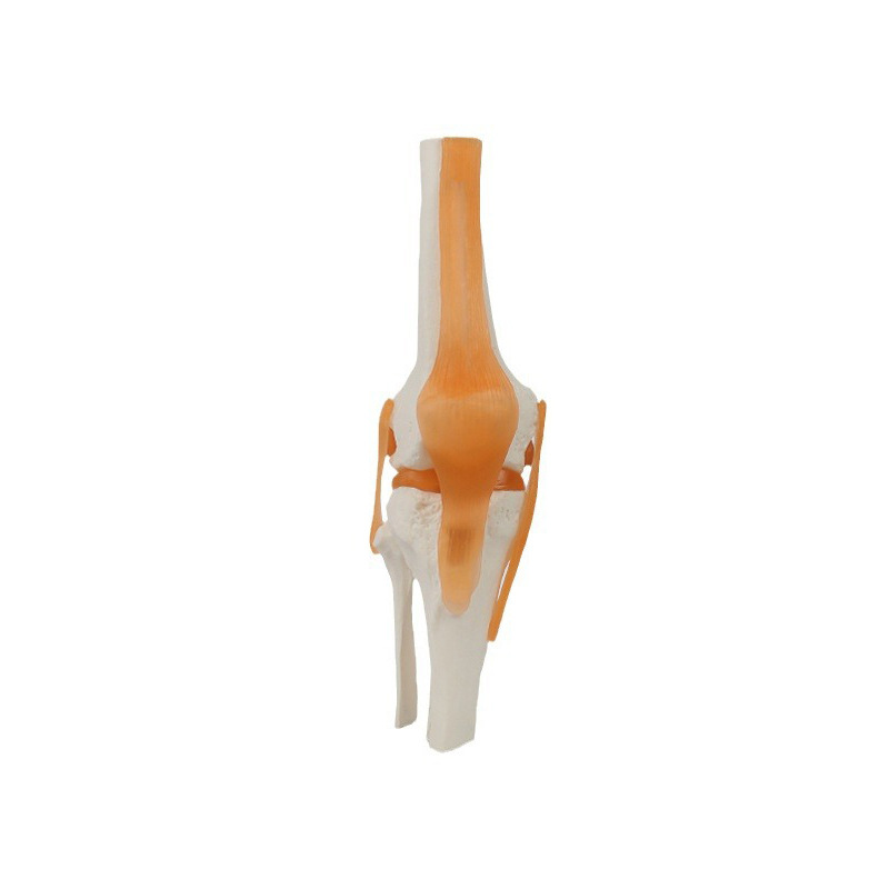Functional joint collection, human joint model teaching equipment, teaching demonstration supplies, joint and bone wholesale Item Picture
