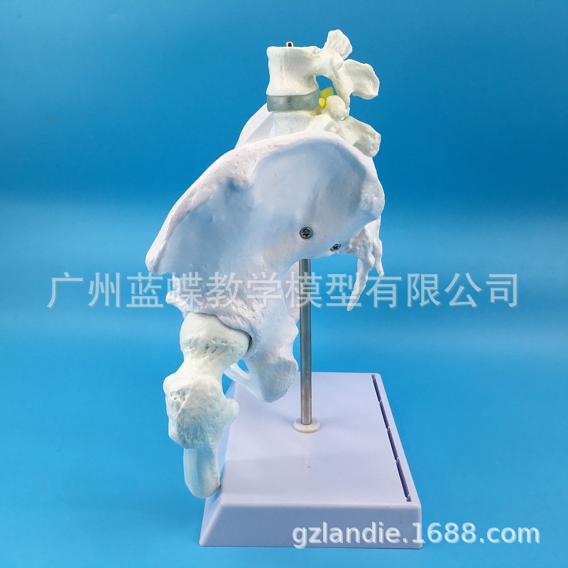 Natural large female pelvic second lumbar vertebra model, hip sacral and coccyx bone model, teaching medicine Specification image