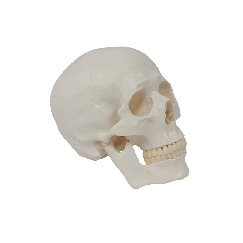 Teaching skull natural adult skull model anatomy teaching model medical college clinical teaching supplies Item Picture