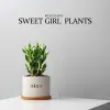 Five Blessings Money Tree small potted indoor plants, office desk small green plants potted plants, indoor flower potted plants Specification image
