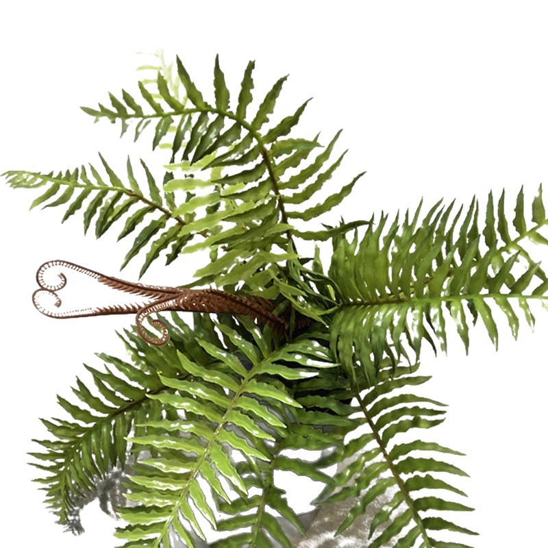 仿真蕨类植物厥叶仿真绿植室内插花布景植物装饰造景塑料微观景白底实物图