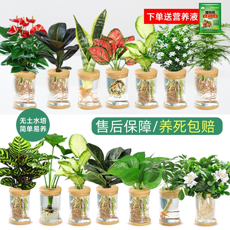 水培植物盆栽绿萝栀子花办公室内花卉小绿植四季好养多肉水养盆栽