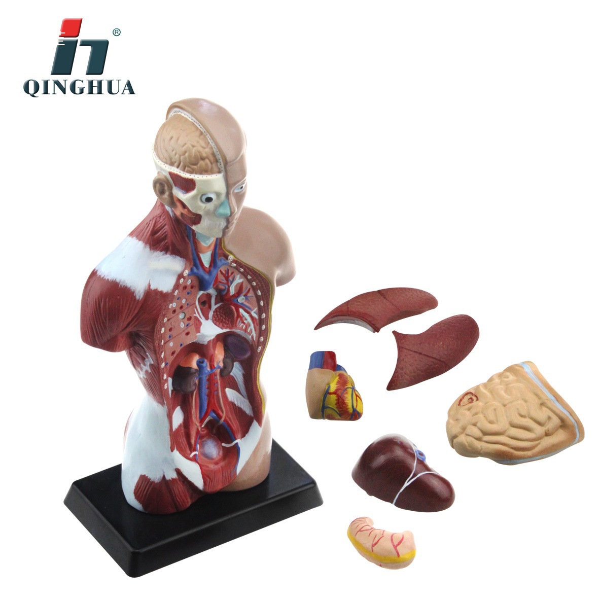 Qinghua AA19 human trunk model, junior and senior high school biology experimental equipment, scientific and educational instrument, medical anatomy model Specification image