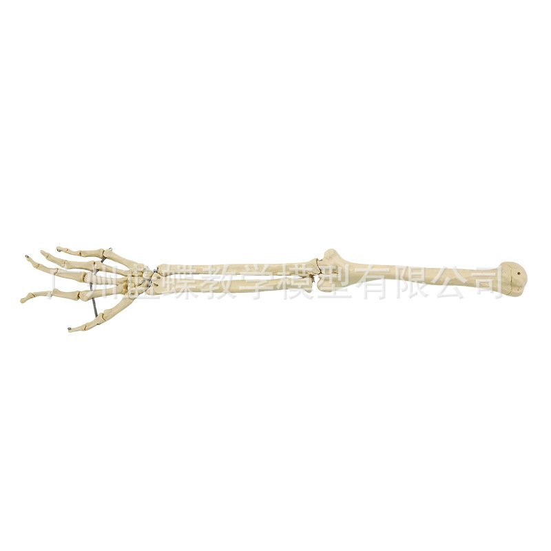 Sectional view of human internal organs, natural large upper and lower limb bone models, teaching of human body model diagrams, multi-functional anatomical display Item Picture