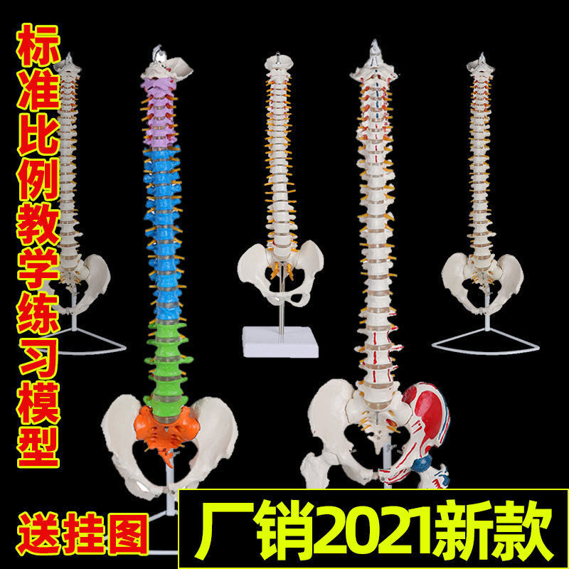 Human spine model, skeleton model, spinal cord model, medical neuro-skeletal simulation, anatomical simulation, bone setting