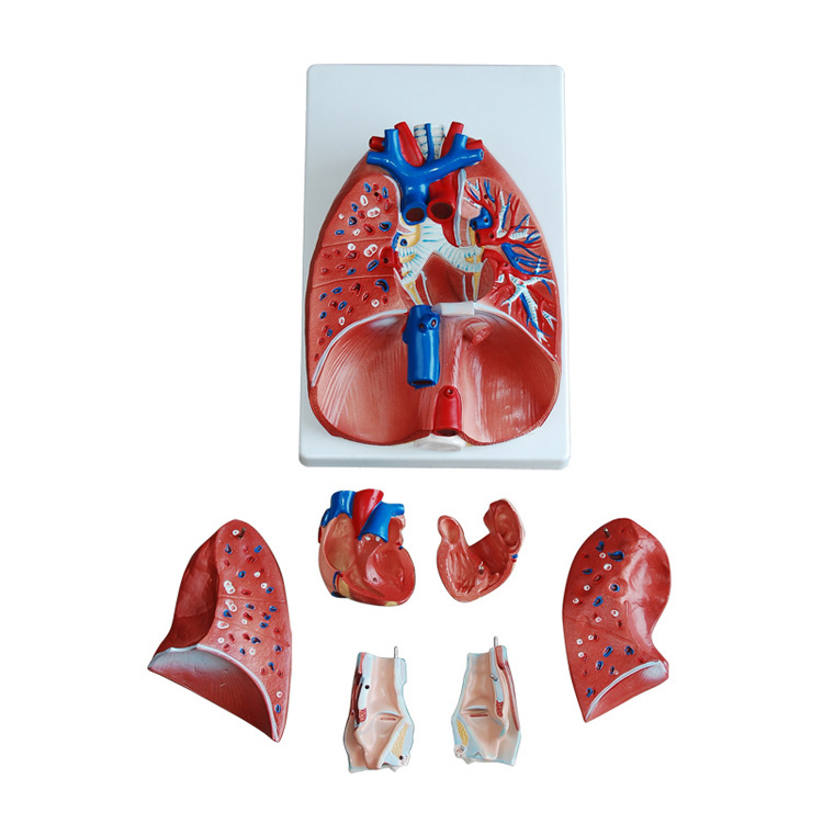 Human respiratory system model, larynx, heart and lung structure, detachable medical teaching mold props for larynx, heart and lung Specification image