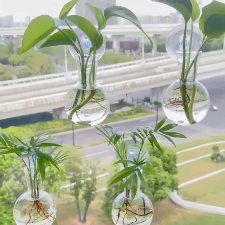 水培/生态瓶/喷水壶/阳台挂盆/无土栽培细节图