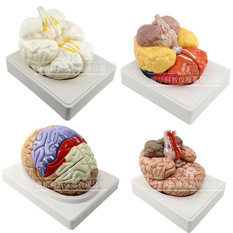 Qinghua 4D Assembly Brain Anatomy Model, human brain anatomy, cerebrovascular artery, nerve, medical science and education model