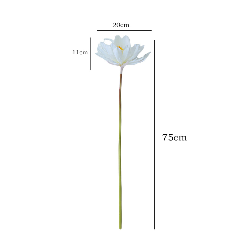 import白底实物图