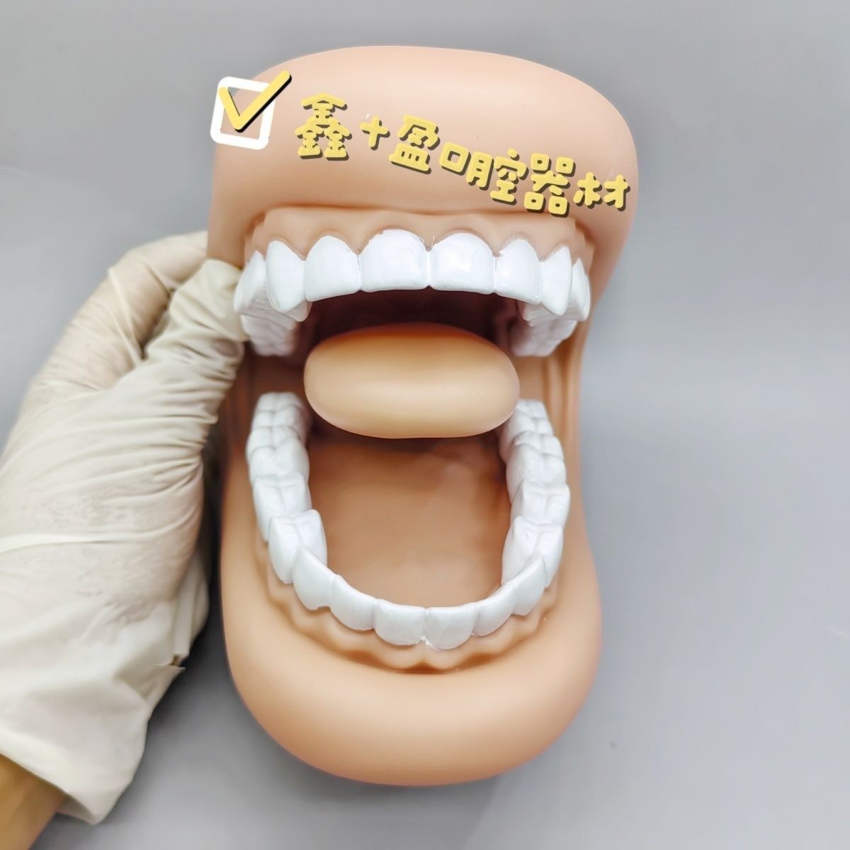 牙齿模型口腔教学牙科仿真教具幼儿园学刷牙医学儿童发音演示手持