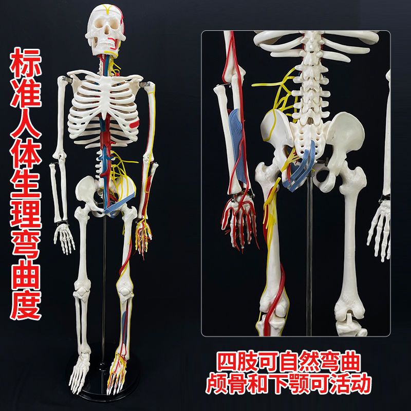 Human spine model, skeleton model, spinal cord model, medical neuro-skeletal simulation, anatomical simulation, bone setting Item Picture