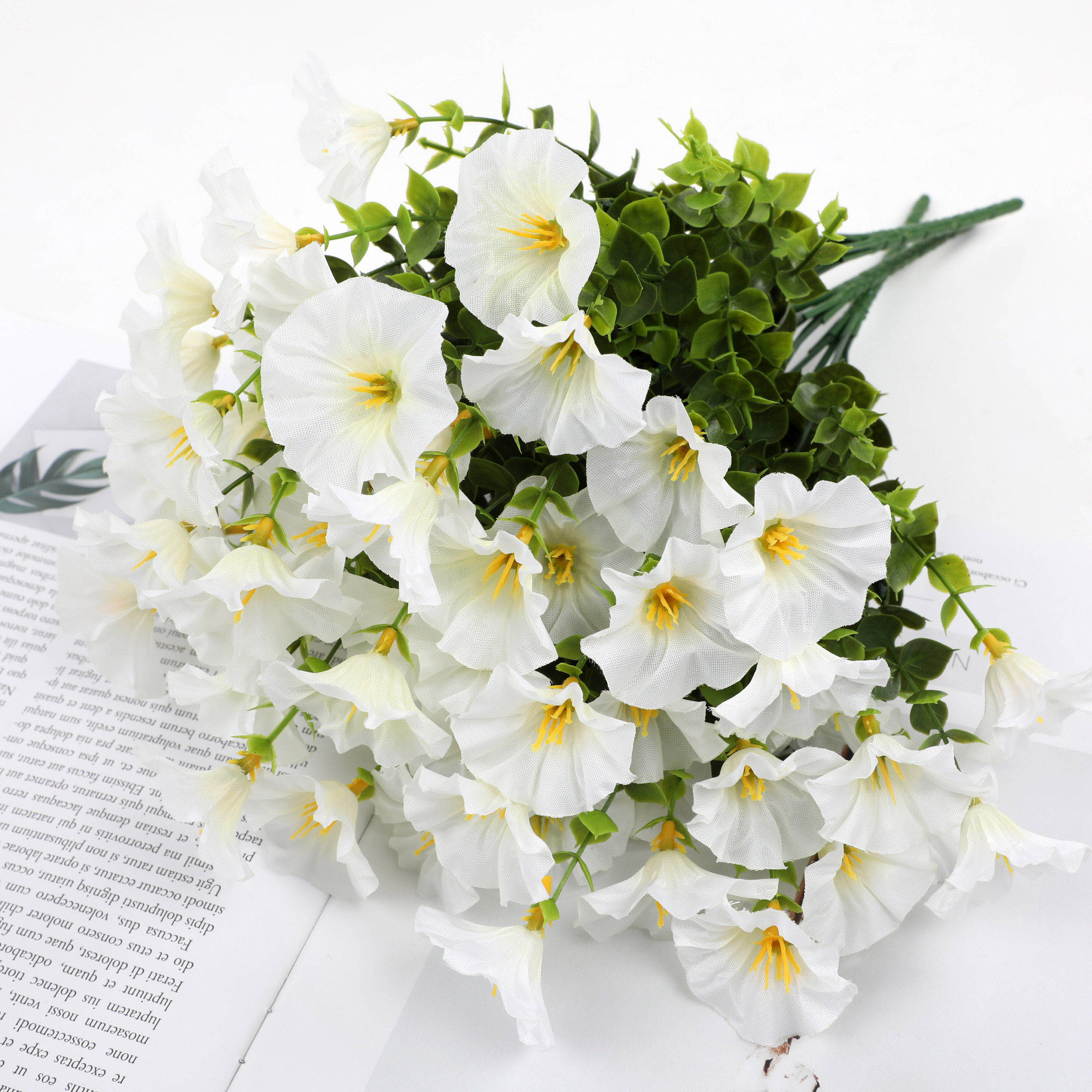 兰科植物实物图