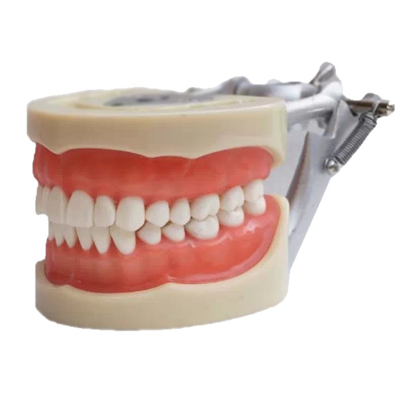 Cross-border exclusive dental gingival teaching model, standard tooth model, 32-tooth detachable clinic model Item Picture