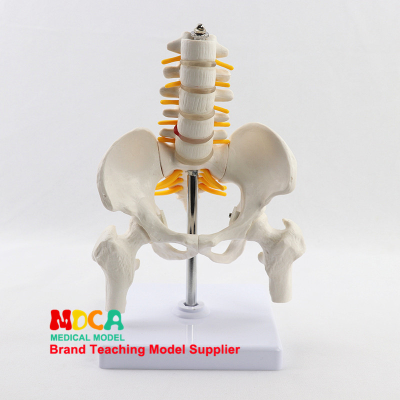 Medical model, pelvic and reproductive anatomy teaching model, tuning fork, traditional Chinese medicine physiotherapy auxiliary tool, suitable for teaching and training Specification image