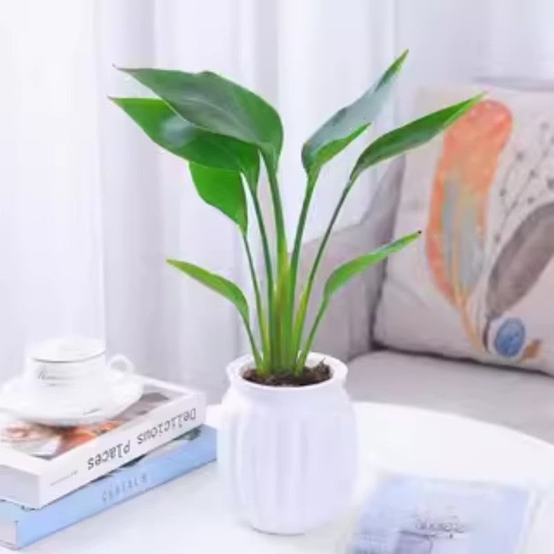 网红天堂鸟盆栽室内大型植物鹤望兰客厅办公室大盆栽绿植天堂鸟苗详情图3