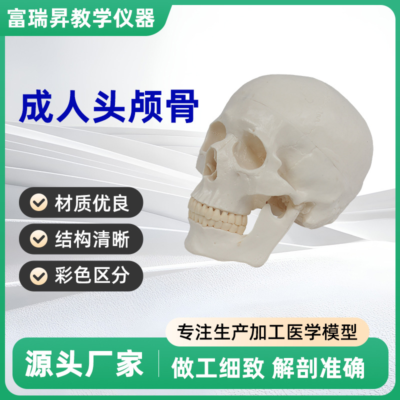 Teaching skull natural adult skull model anatomy teaching model medical college clinical teaching supplies