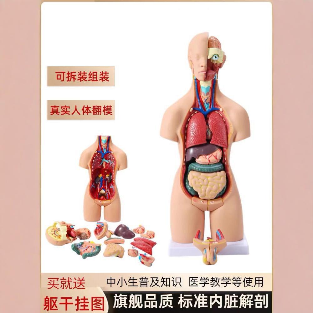 Detachable human anatomy model medical teaching trunk system structure diagram popular science teaching Specification image